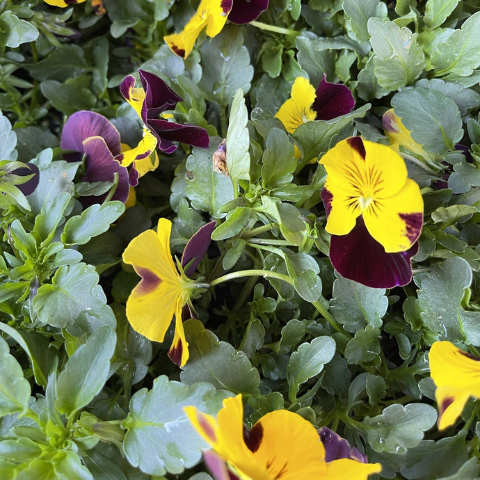 Glorious Canberra Winter Pansies
