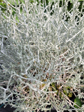 Leucophyta cushion bush