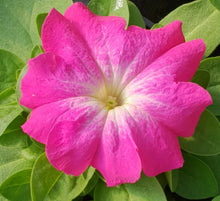 Load image into Gallery viewer, Petunia