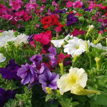 Load image into Gallery viewer, Petunia