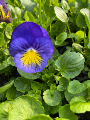Pansy blue butterfly