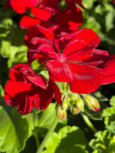 Load image into Gallery viewer, Big red geranium