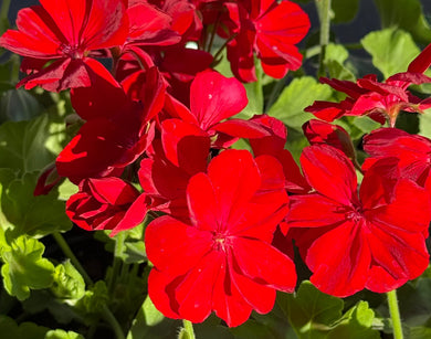 Big red geranium