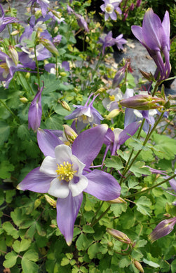 Aquilegia kirigami deep blue and white