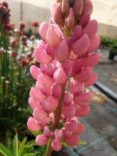 Load image into Gallery viewer, Russell Lupin, dwarf