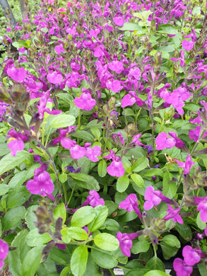 Salvia mirage, violet