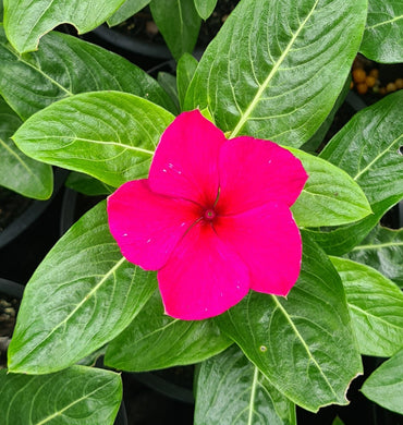 Vinca, mixed colours