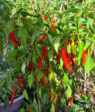 Chilli long cayenne hot