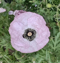Load image into Gallery viewer, Shirley poppy, mother of pearl