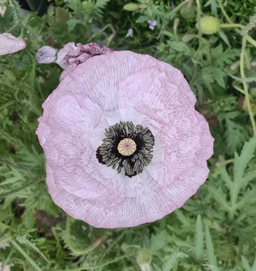 Shirley poppy, mother of pearl