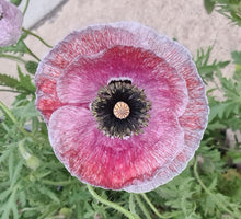 Load image into Gallery viewer, Shirley poppy, mother of pearl