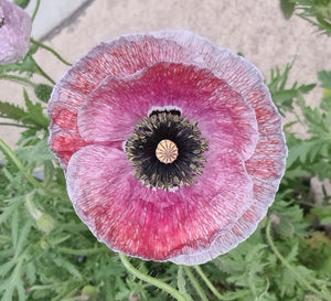 Shirley poppy, mother of pearl
