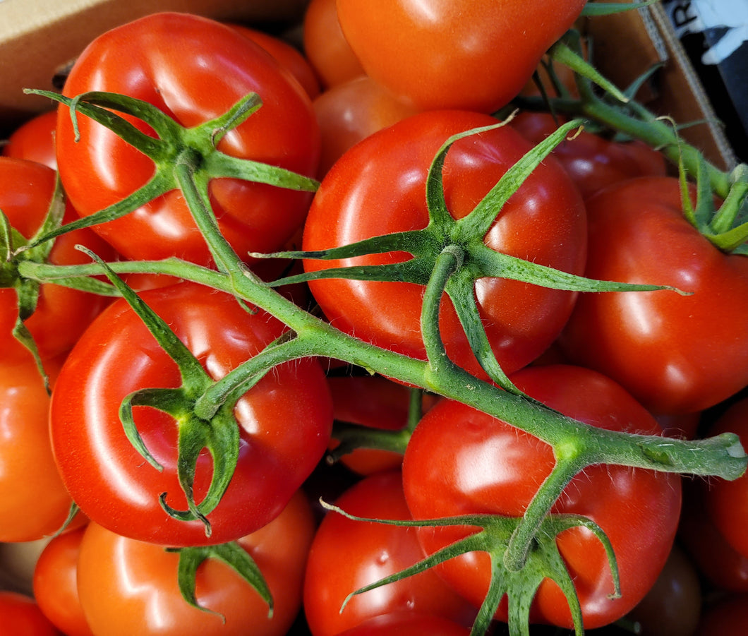 Tomato grosse lisse