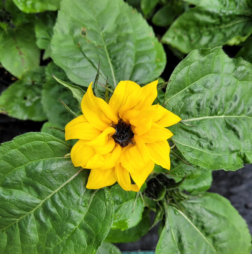 Sunflower, Eos pot type