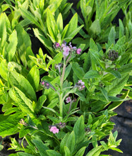 Load image into Gallery viewer, Forget me not, chinese mystic pink