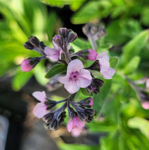 Load image into Gallery viewer, Forget me not, chinese mystic pink