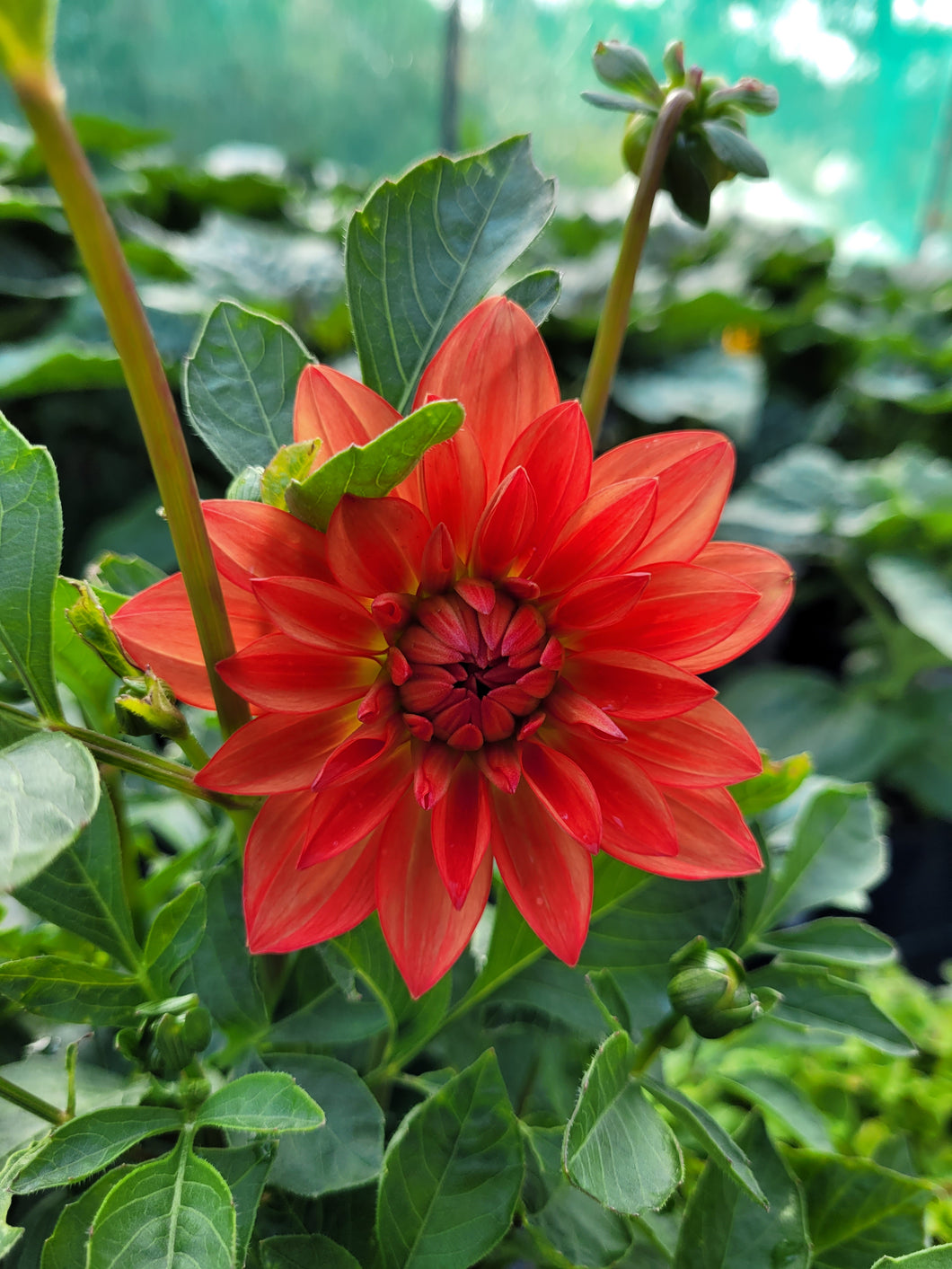 Dahlia dalina emilio