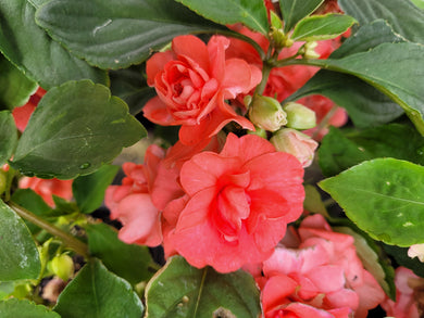 Impatiens double glimmer, salmon