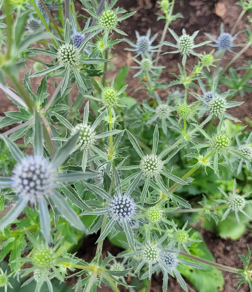 Sea holly, blue