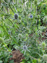 Load image into Gallery viewer, Sea holly, blue