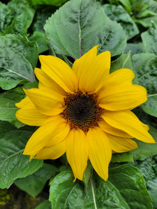 Sunflower, chocolate gold pot type