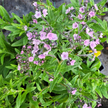 Load image into Gallery viewer, Forget me not, chinese mystic pink