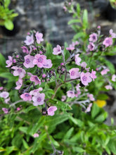 Load image into Gallery viewer, Forget me not, chinese mystic pink