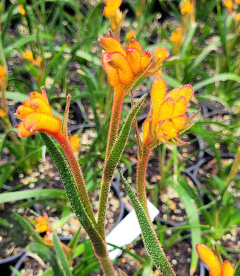 Kangaroo Paw, Bush Glow