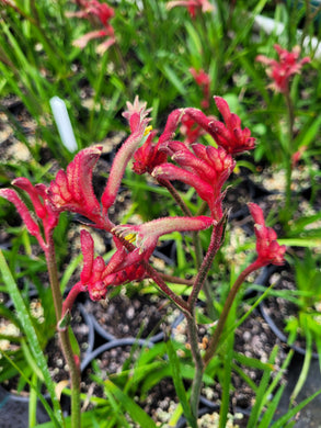 Kangaroo Paw, Bush elegance