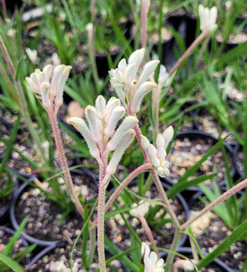 Kangaroo Paw, Bush diamond