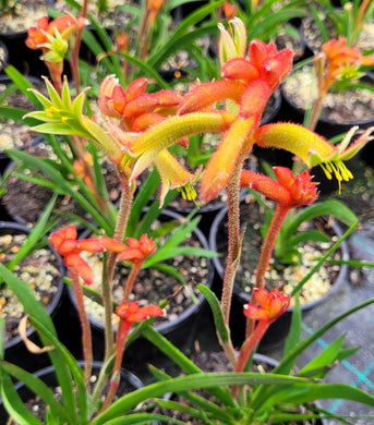 Kangaroo Paw, Bush Flare