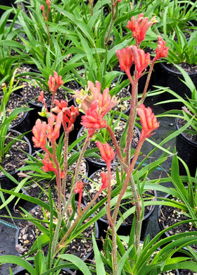 Kangaroo Paw, Bush Inferno