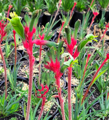 Kangaroo Paw, Bush dance