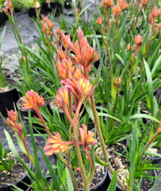 Kangaroo Paw, Bush Blitz