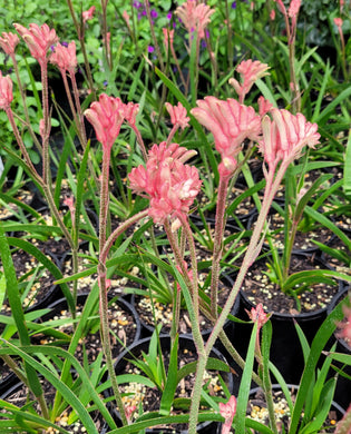 Kangaroo Paw, Bush Crystal