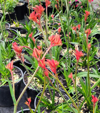 Kangaroo Paw, Bush Ballad