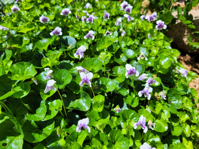 Viola hederaceae