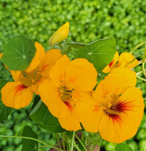 Nasturtium jewel mix