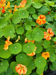 Nasturtium jewel mix