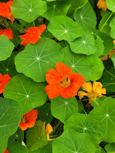 Nasturtium jewel mix