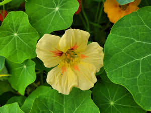 Nasturtium jewel mix