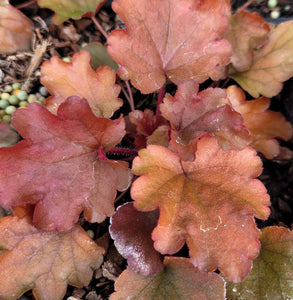 Heuchera, peach flambe