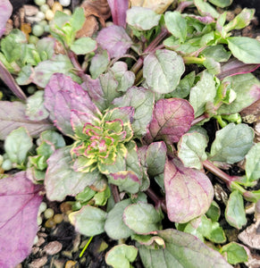 Ajuga burgundy