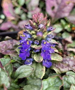 Ajuga burgundy