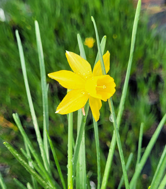 Daffodil, mini yellow sailboat
