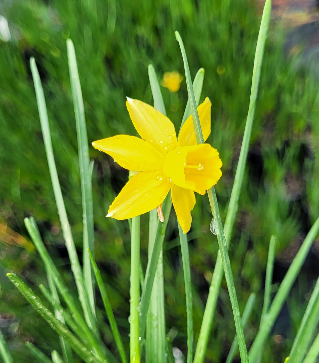 Daffodil, mini yellow sailboat