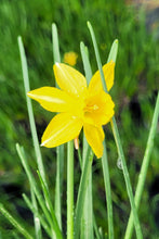 Load image into Gallery viewer, Daffodil, mini yellow sailboat