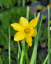 Load image into Gallery viewer, Daffodil, mini yellow sailboat