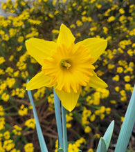 Load image into Gallery viewer, Yellow daffodil