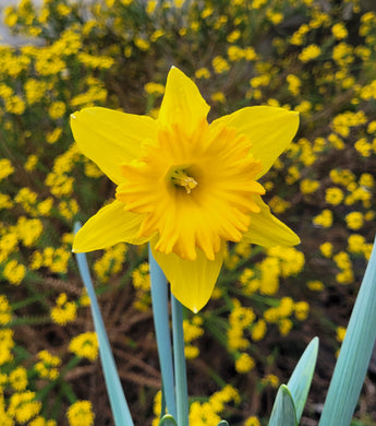 Yellow daffodil